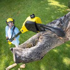 Best Storm Damage Tree Cleanup  in Delaware, OH