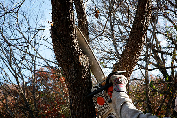 Best Seasonal Cleanup (Spring/Fall)  in Delaware, OH
