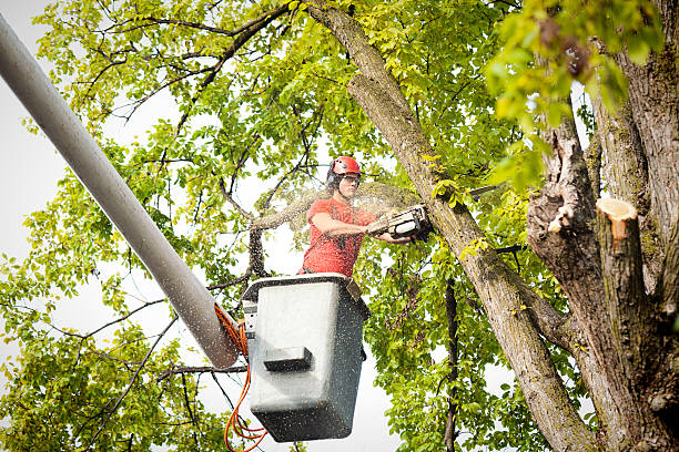 Best Root Management and Removal  in Delaware, OH
