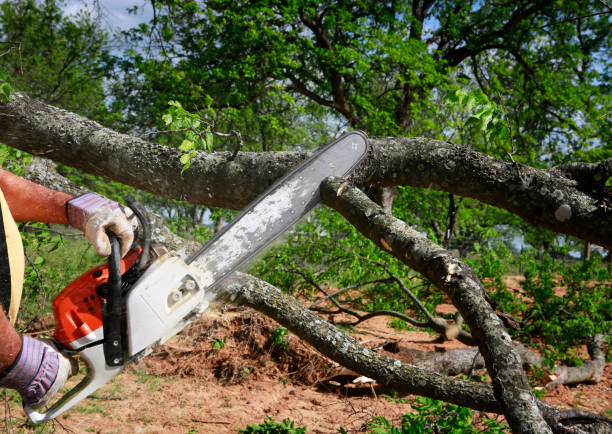 Trusted Delaware, OH Tree Care Experts